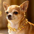 Healing Citrine Pet Collar Aura Protection Jewelry